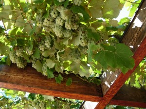pergola2